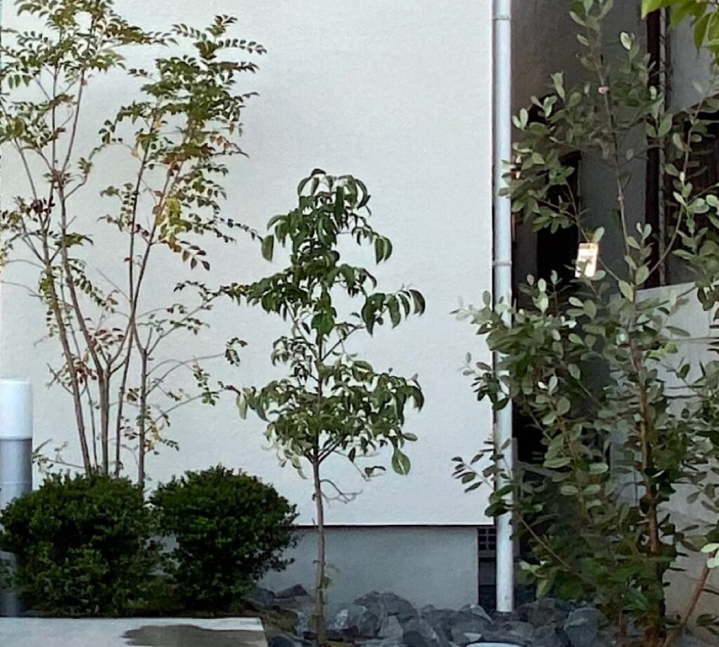 玄関横に植えたばかりのまだ小さいシマトネリコ。