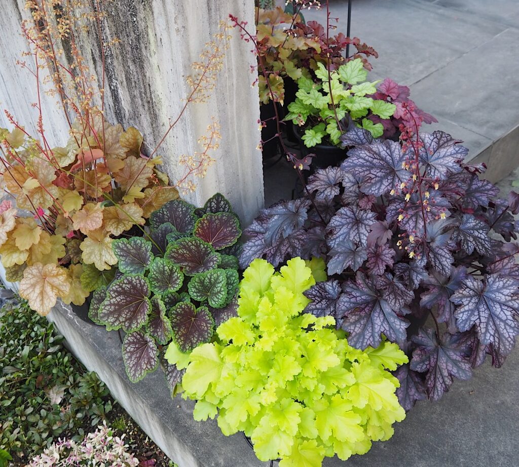 わが家の北側玄関前の鉢植えのヒューケラたち。