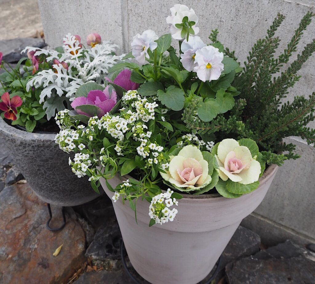 テラコッタの鉢に植えた寄せ植え。