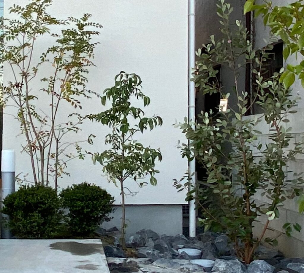 2020年10月、玄関の横に植えたシマトネリコ、常緑ヤマボウシ、フェイジョア。