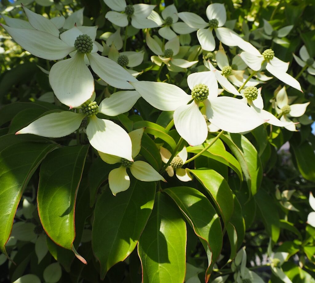 常緑ヤマボウシの花のアップ。