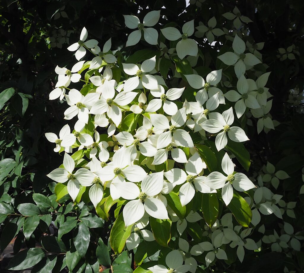常緑ヤマボウシの花のアップ。