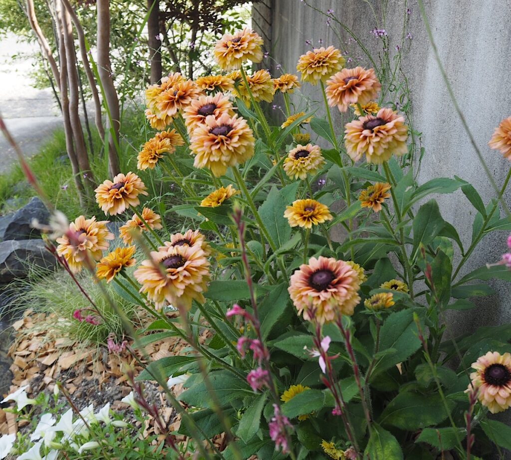西日花壇でたくさんの花を咲かせているルドベキア・アーバンサファリ・サバンナサンセット。