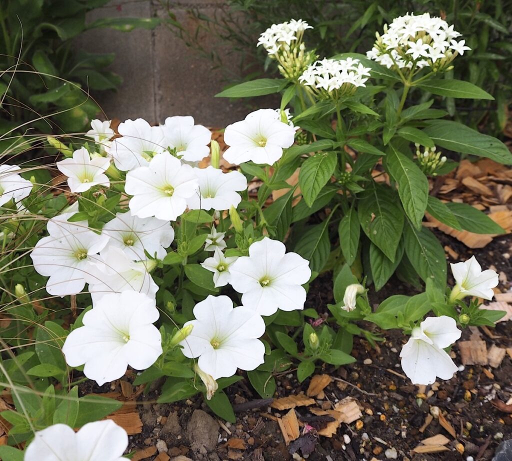 夏の一年草、ペチュニアとペンタス。