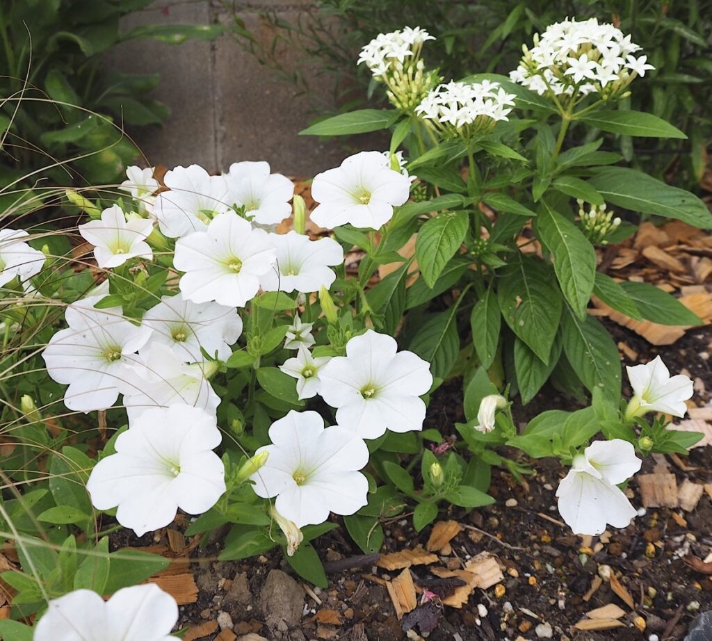 花壇に植えた白のペチュニアとペンタス。