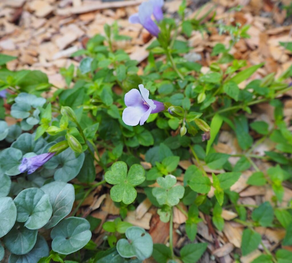 水挿しで冬越しして地植えしたスーパートレニア・アイスリバー。