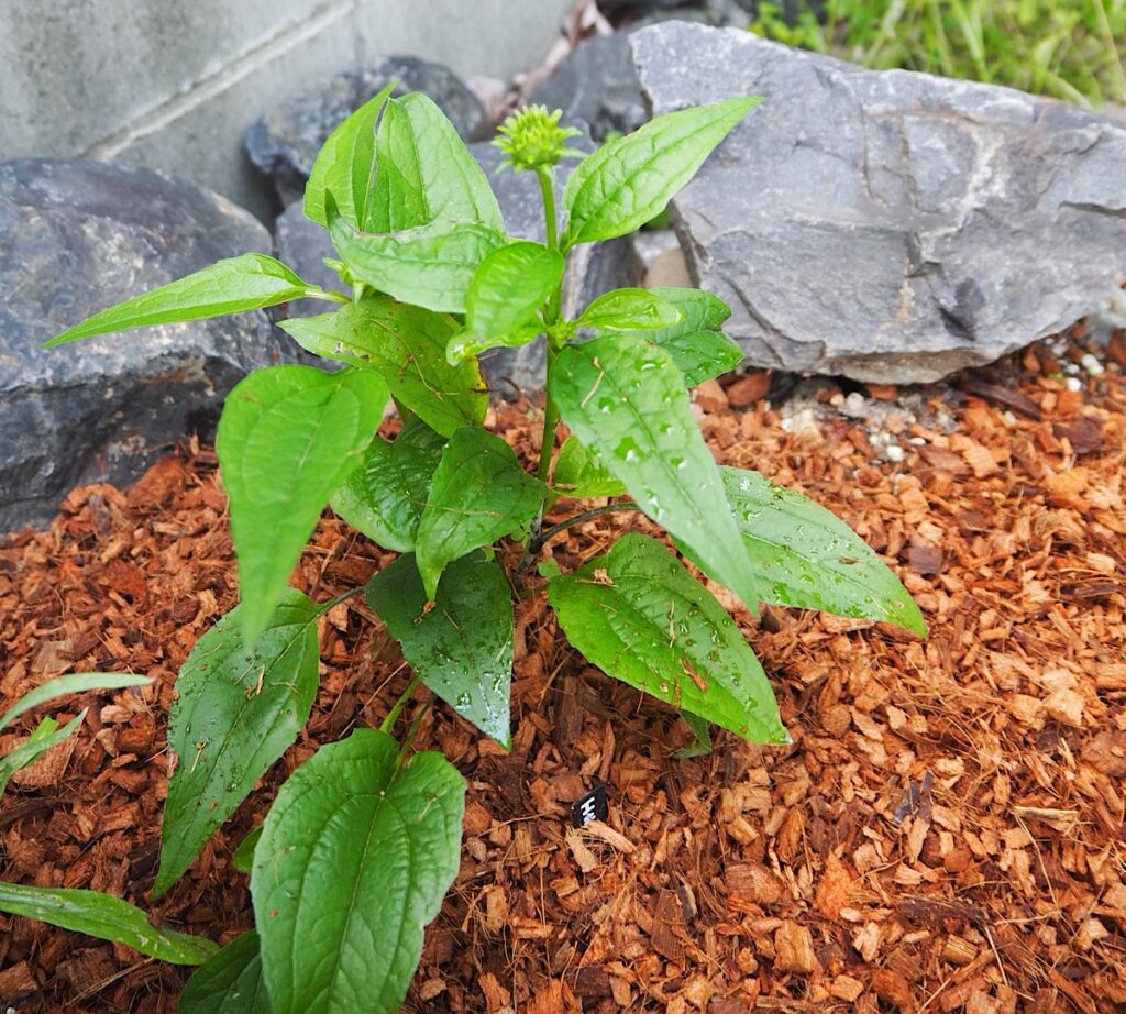 ベラボンでマルチングした花壇。
