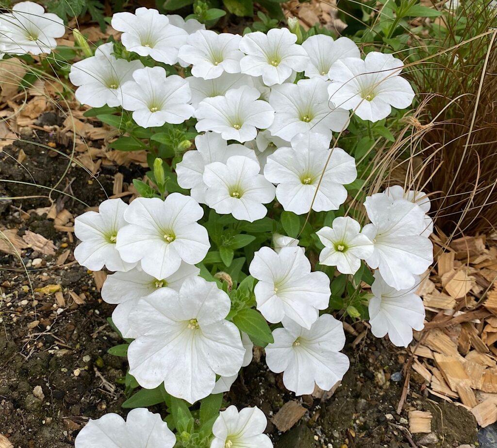 真っ白の花を咲かせるペチュニア・おゆきちゃん。