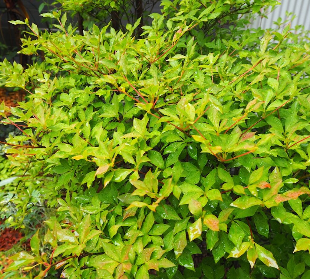 梅雨、元気に葉を茂らせるドウダンツツジ。