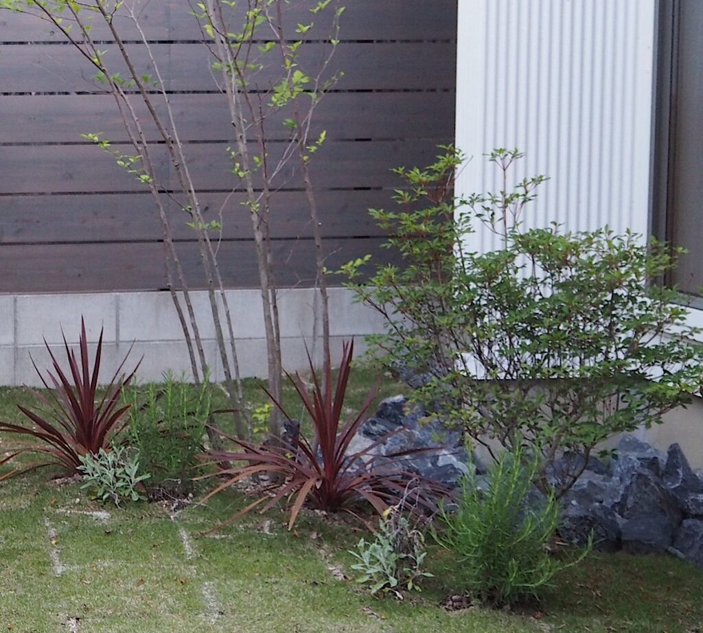 2021年5月のドウダンツツジ。植え付け当初と大きさはほぼ変わりなし。