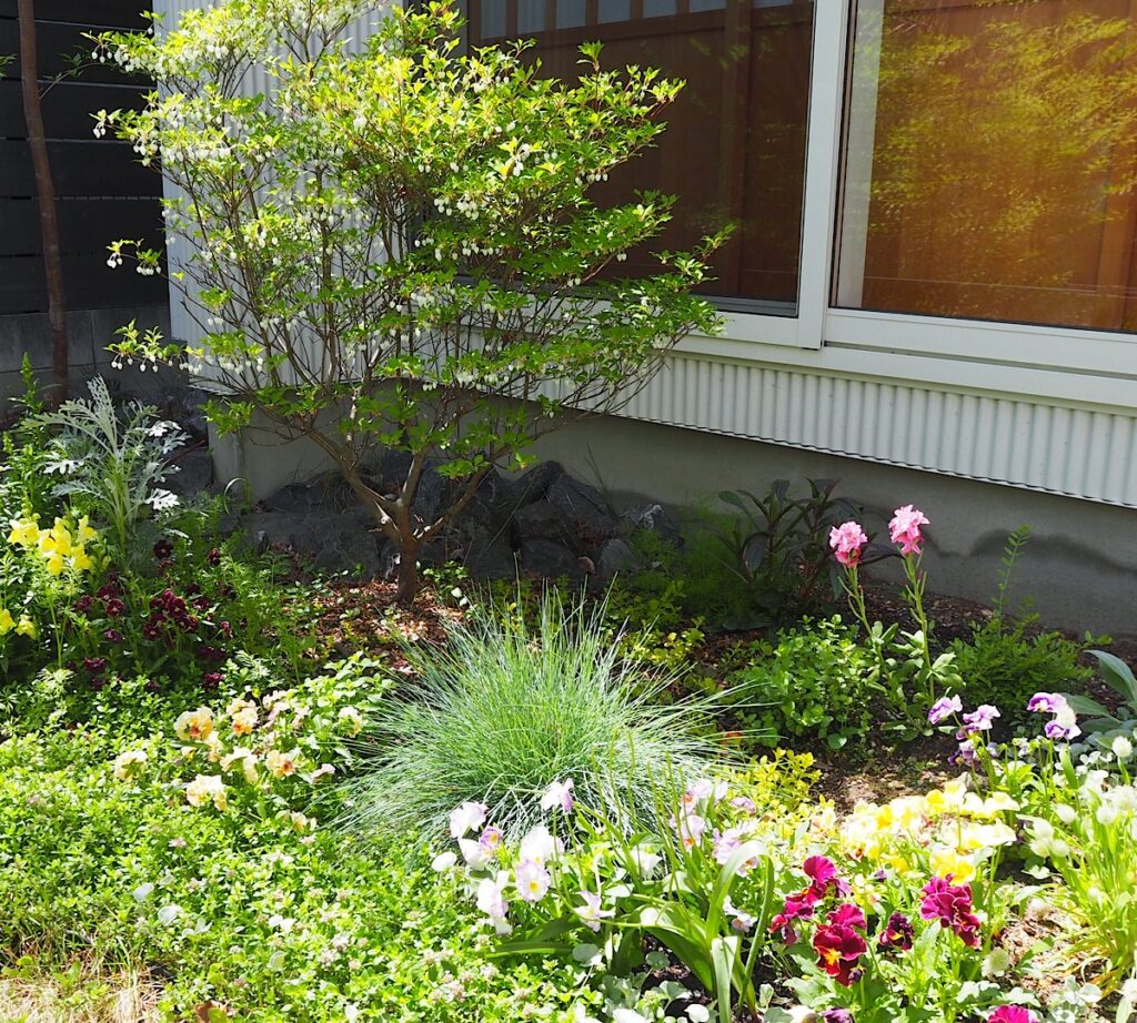 引きで見た開花中のドウダンツツジ。