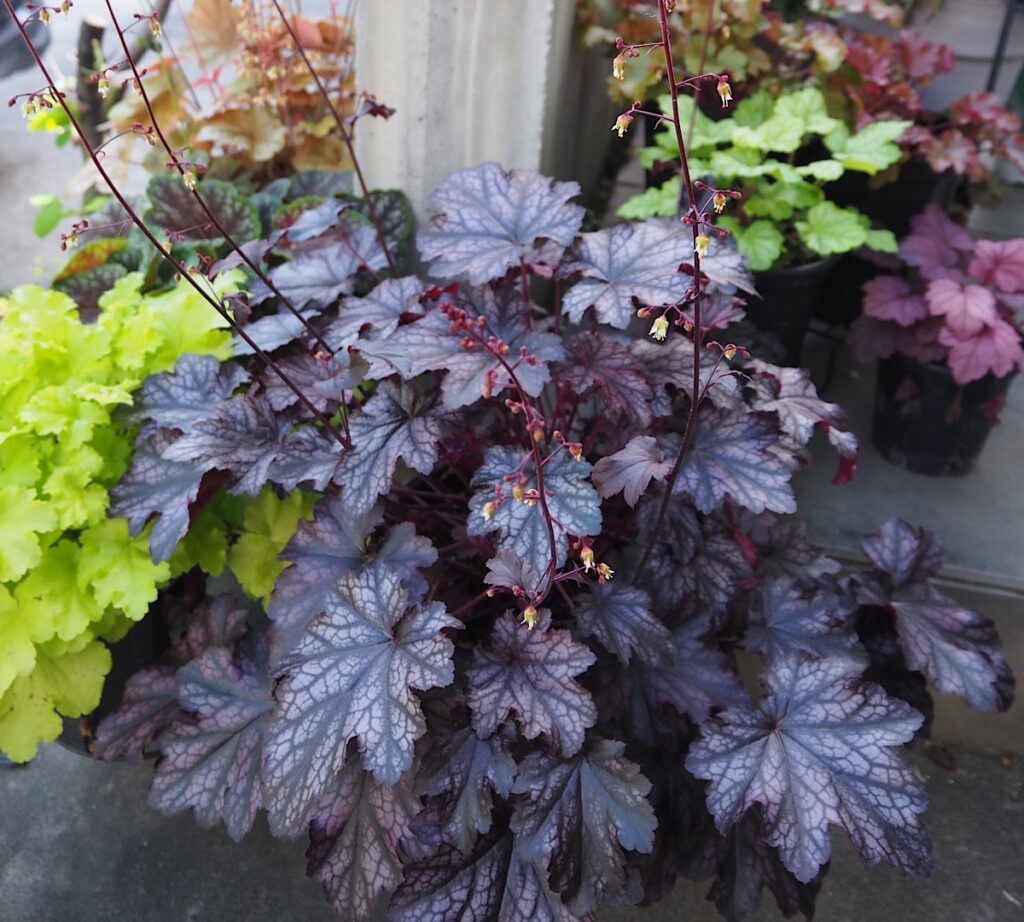 鉢植えのヒューケラ。