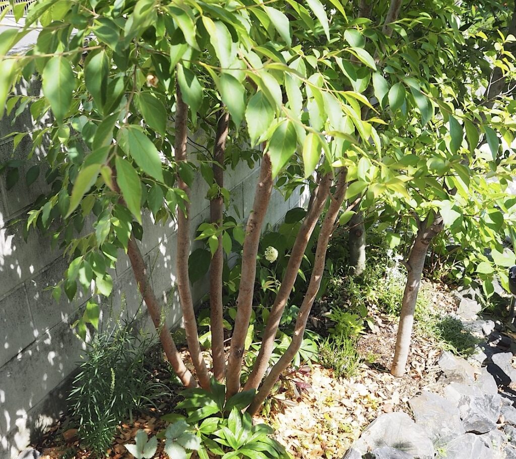 アプローチに植えられた、株立ちのヒメシャラ。