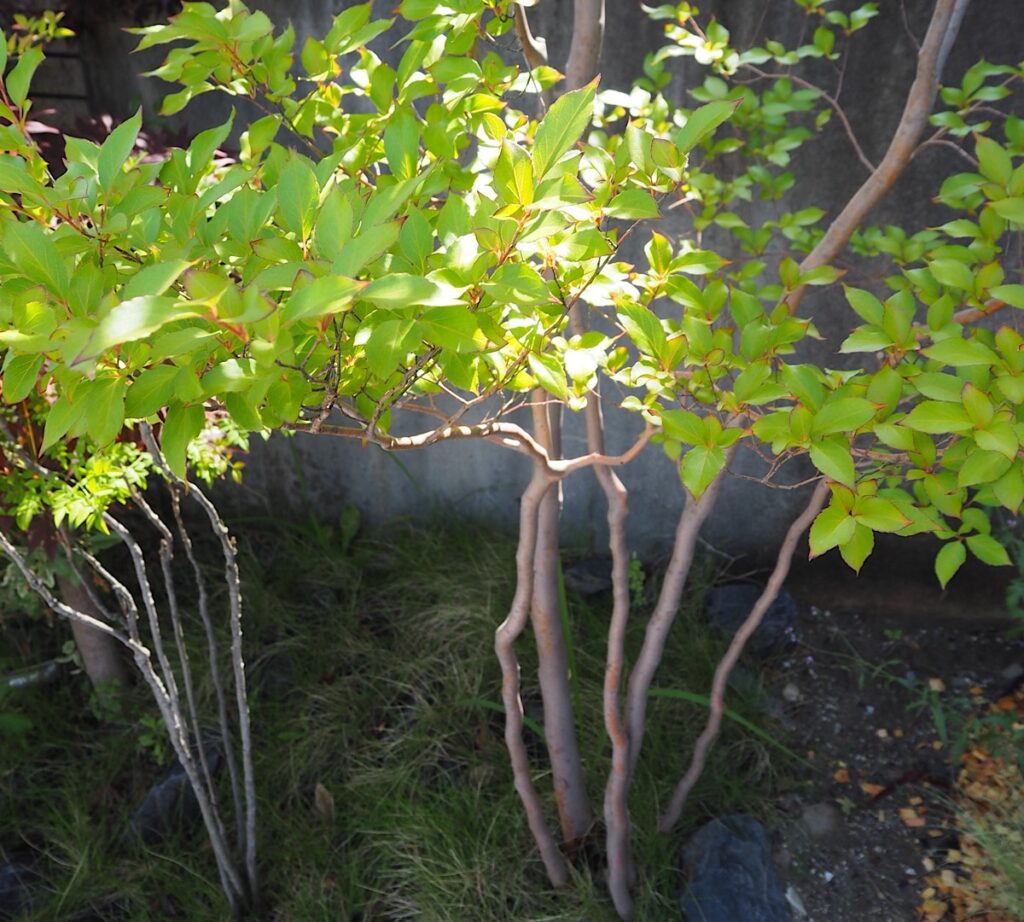 西日の当たる北東に植えたヒメシャラ。