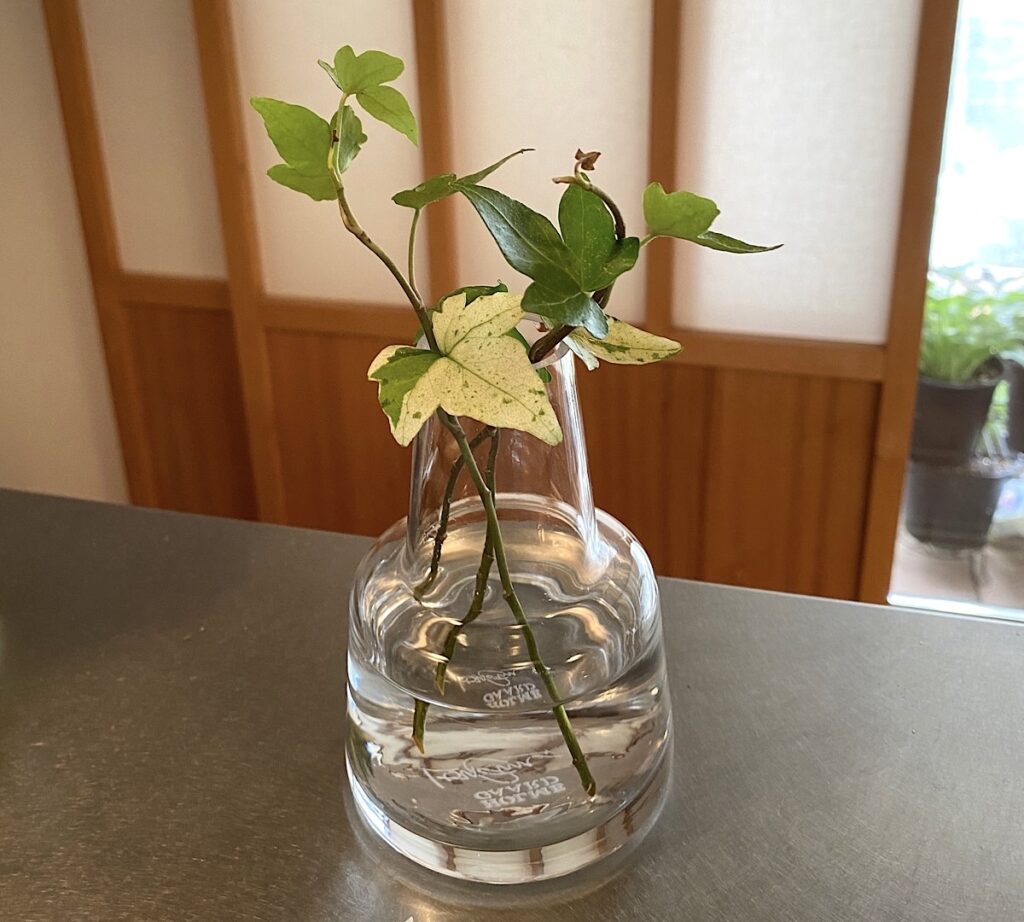 アイビーを3本水挿しで管理している様子。