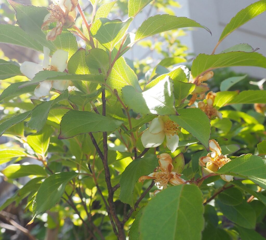 ヒメシャラの白い小さな花。