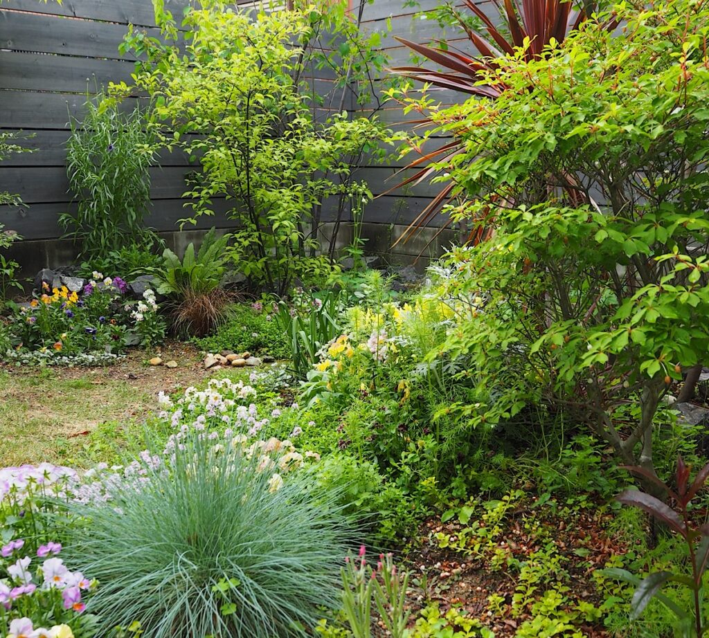 わが家の庭に植えられたコバノズイナを引きで見た画像。