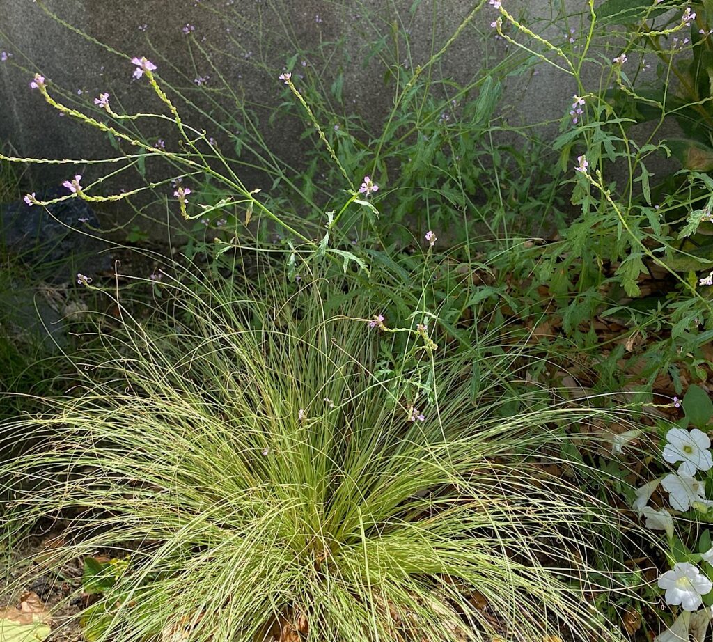 バーベナ・バンプトンとカレックス・フロステッドカールの植栽。