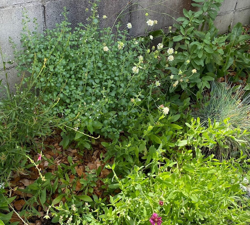 薄いクリーム色の花を咲かせるスカビオサ・オクロレウカ。