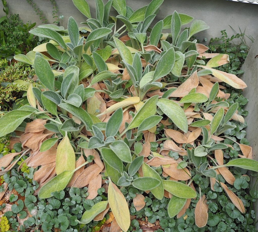 高温多湿で下葉が茶色くなったラムズイヤー。