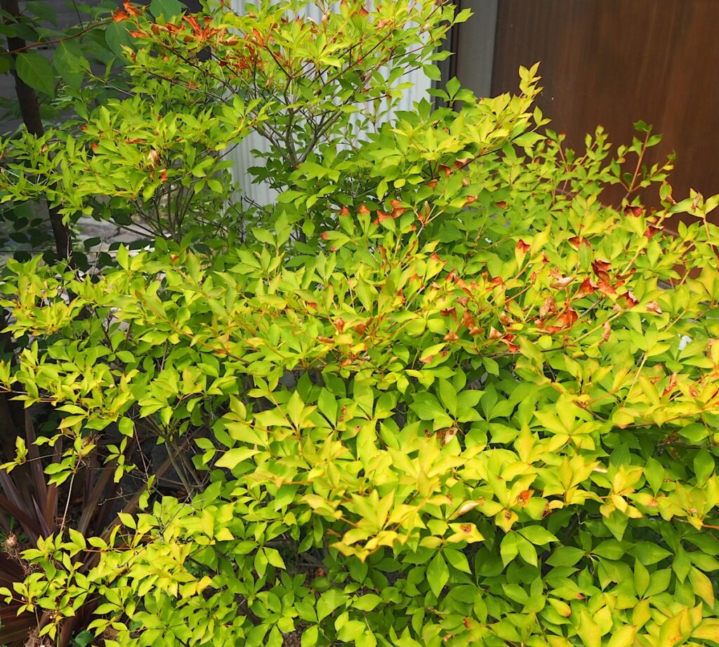 半日陰でも夏の日差しで少し葉焼けしてしまったドウダンツツジ。