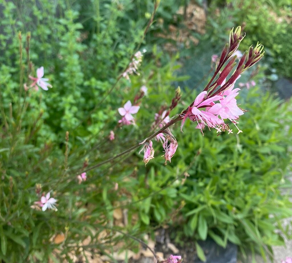 矮性ガウラ・ベインズフェアリーの花。