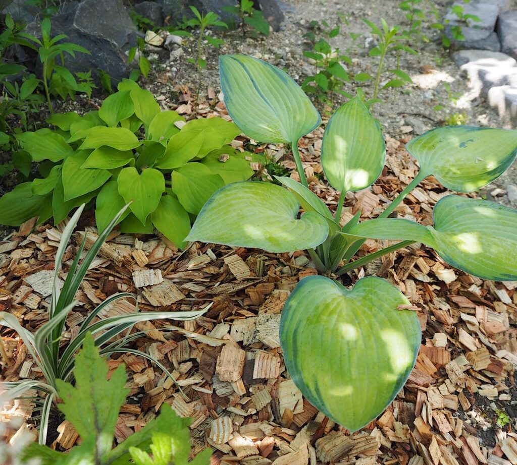 半日陰の庭に植えたホスタ。