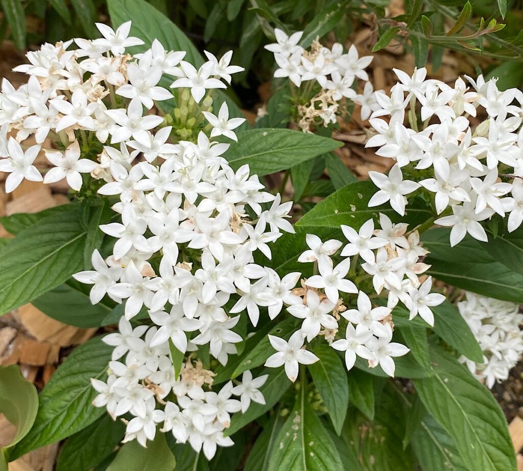 白花のペンタス。