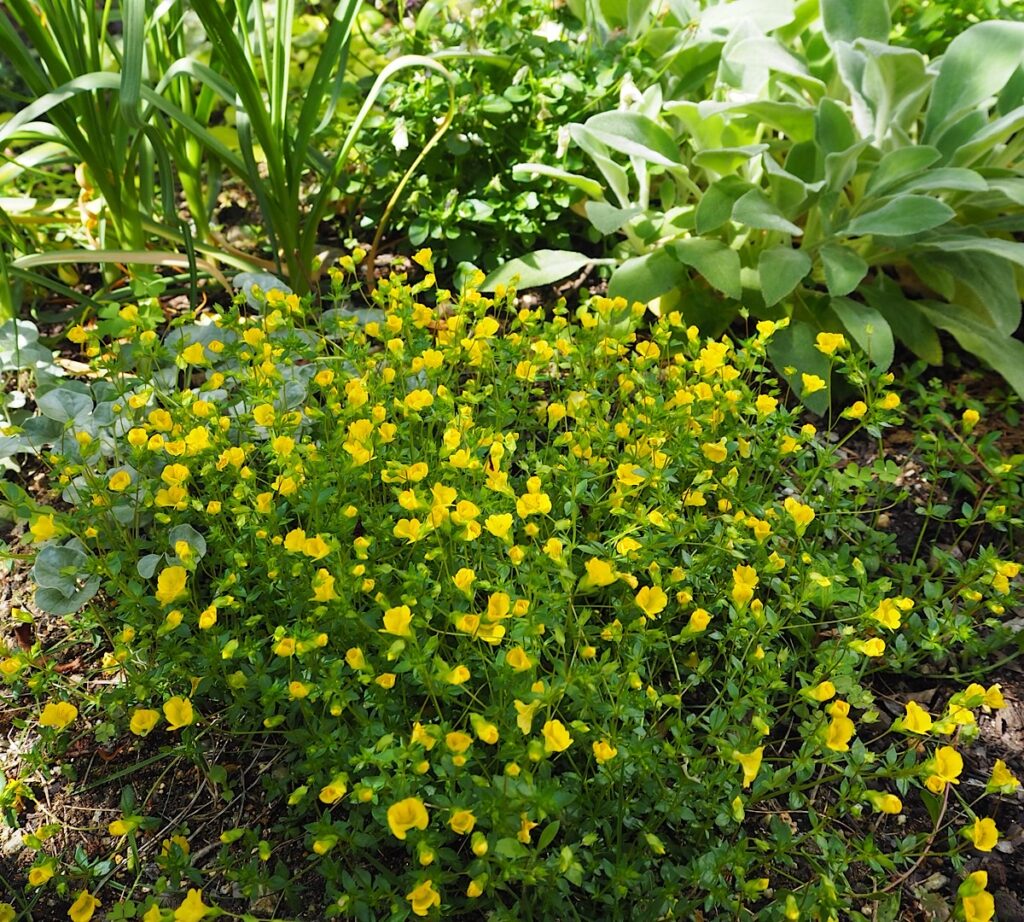 黄色い小花を何度も咲かせるメカルドニア・ゴールドダスト。