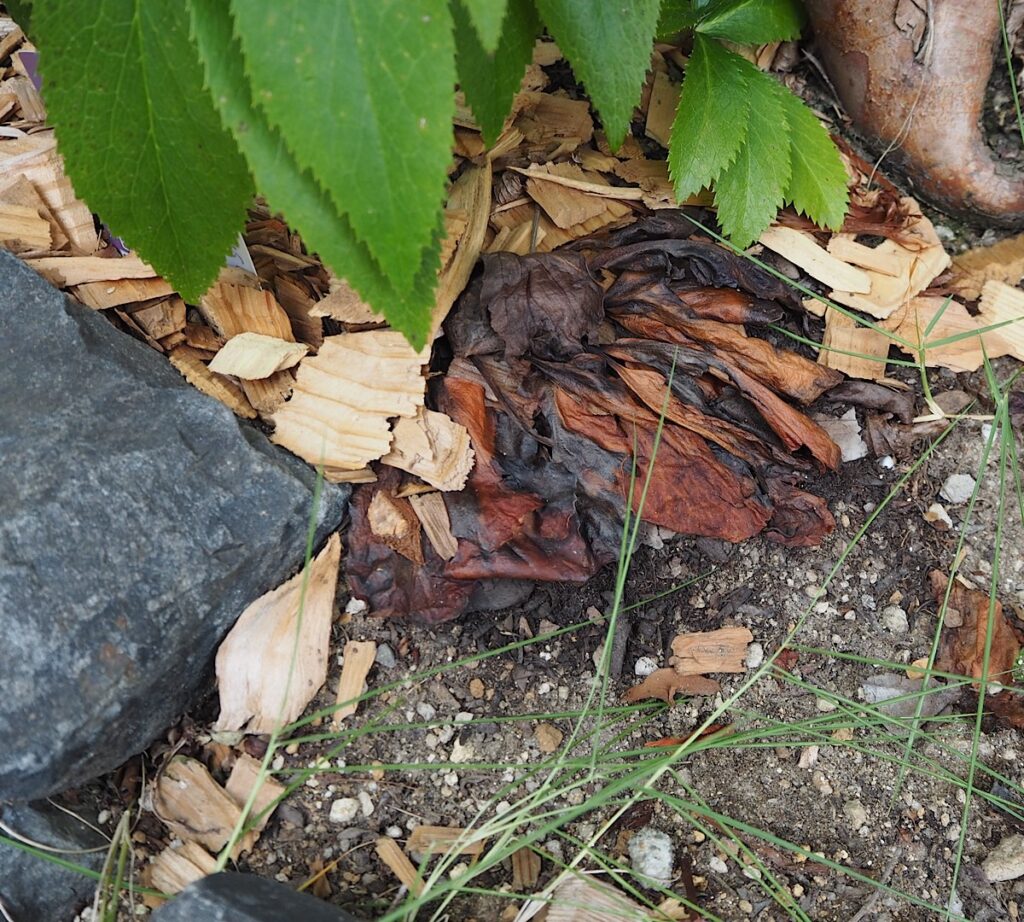 夏に枯れてしまったヒマラヤユキノシタ。
