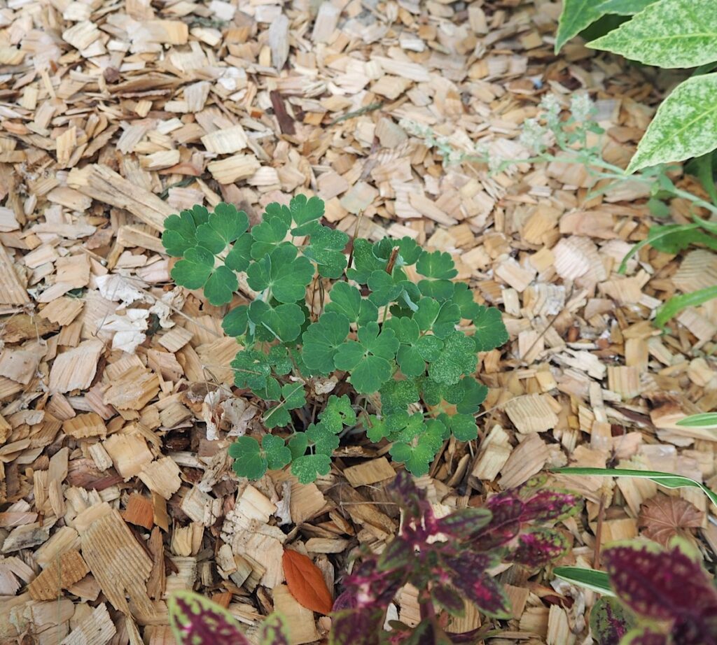 頑張って夏越ししたオダマキ。