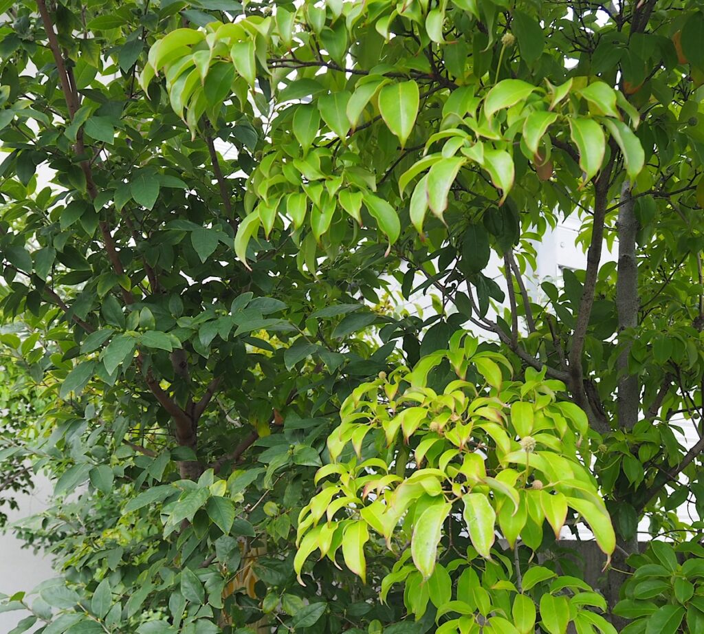 葉が茂って風通しが悪そうなヤマコウバシと常緑ヤマボウシ。