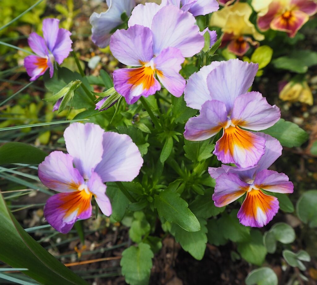 種から育てて花壇に植え付けた江原ビオラ。