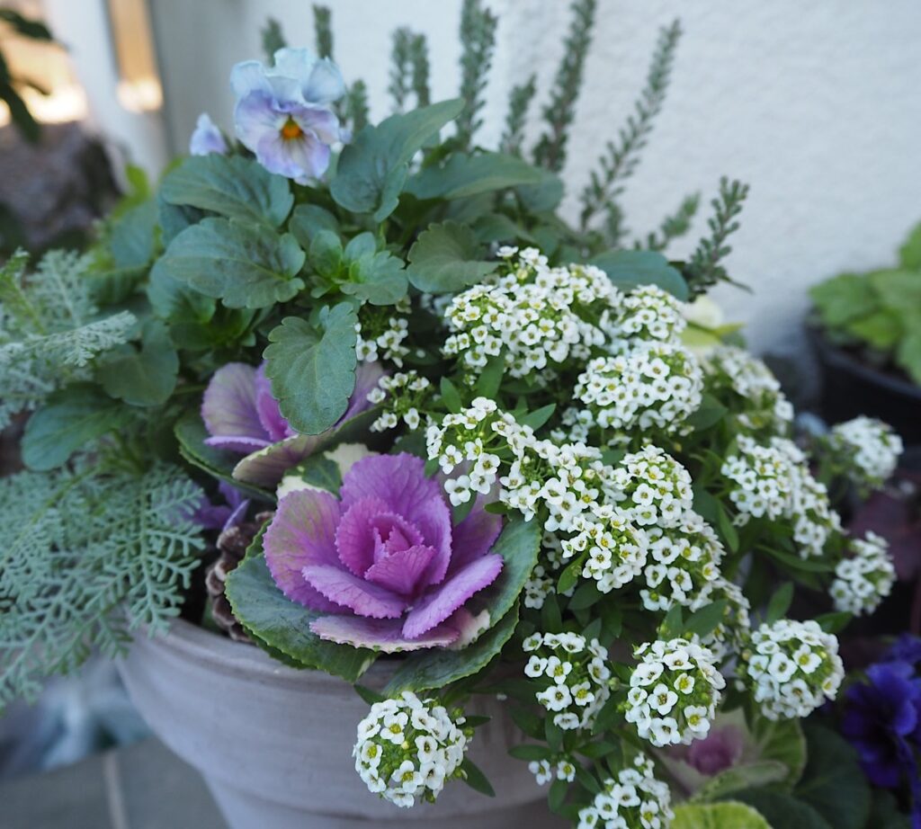 寄せ植えしたパンジー・シエルブリエ。半日陰で花付きが少ない。