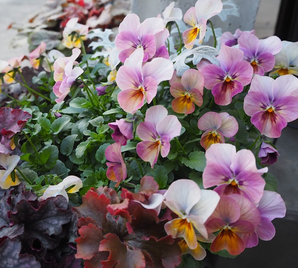 寄せ植えのピンク系のビオラ。