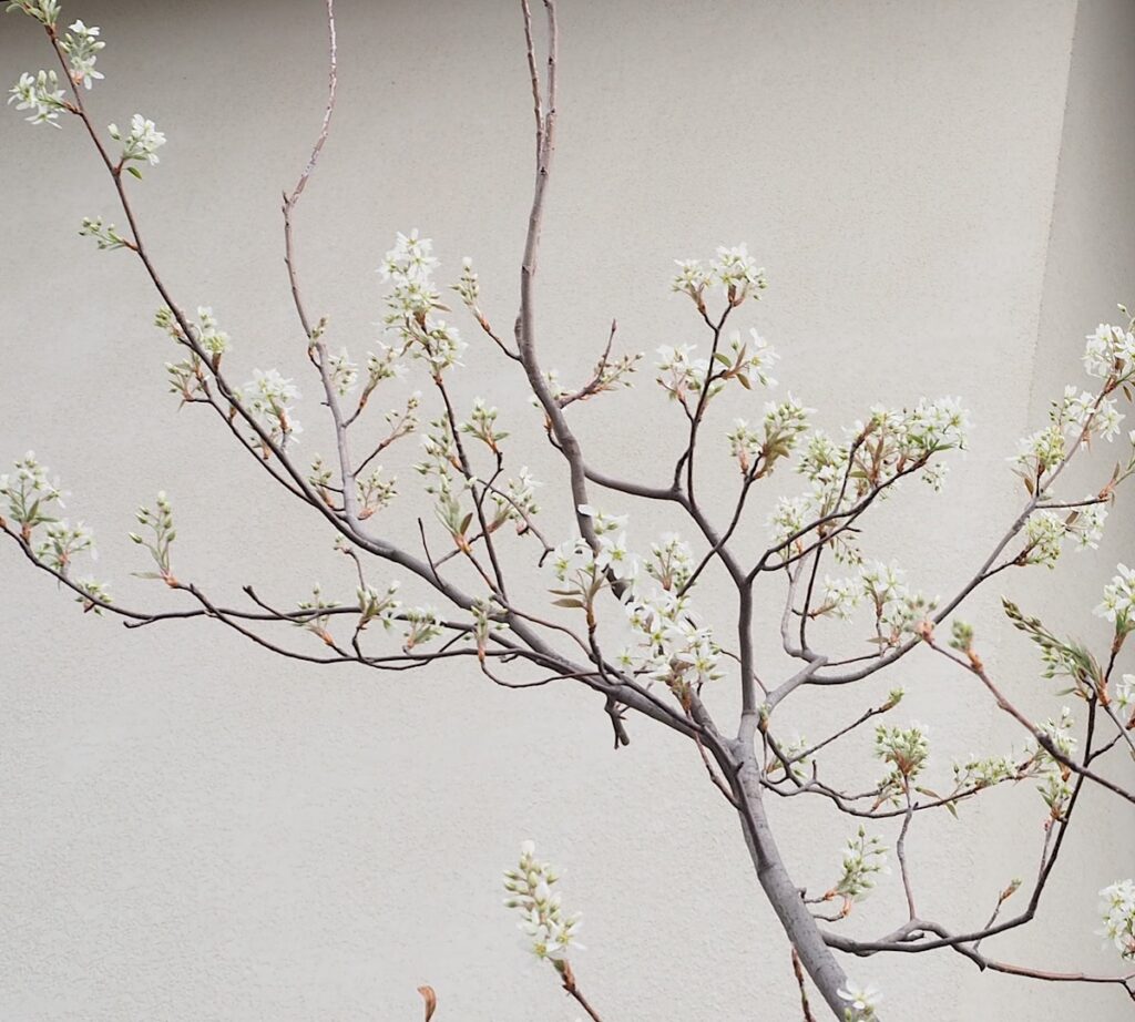 ジューンベリーの花。
