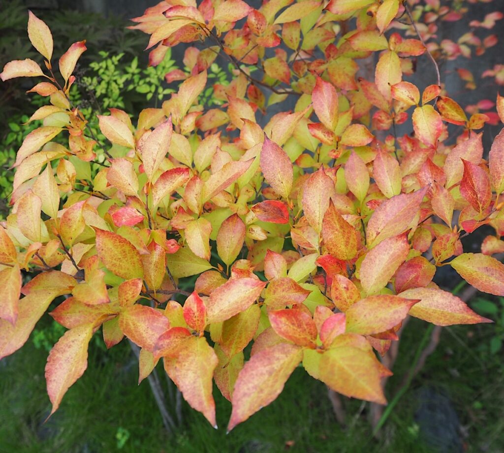 10月上旬、紅葉しはじめたヒメシャラ。